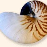 shell-striped-sm